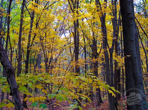 Free Maple Forest Photo Fall Foliage Picture Autumn Panorama Royalty