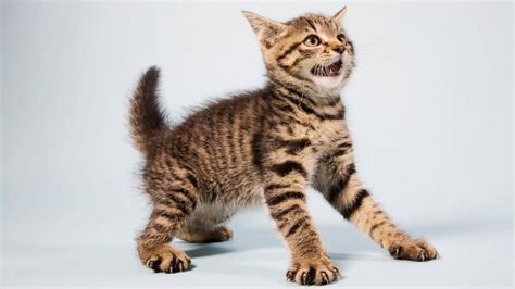 Did an early feline ancestor eat a bad salad, or find that cucumbers made terrible scratching posts? Why These Scaredy Cats Are Absolutely Terrified of ...