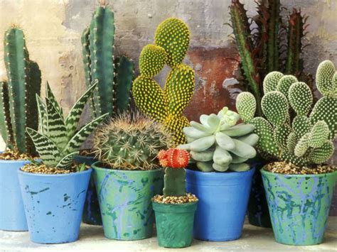 Secrets Of Growing Cacti And Succulents World Of Succulents