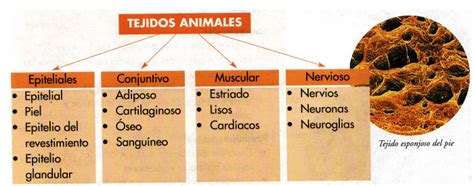 Cuadros Sinópticos Sobre Tejidos Animales Y Vegetales Cuadro Comparativo