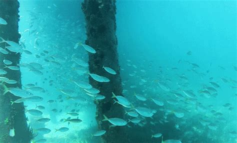 Free download hd or 4k use all videos for free for your projects. Summer Animated GIF