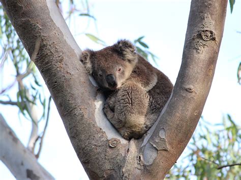 25 Koala Facts For Wild Koala Day Goway