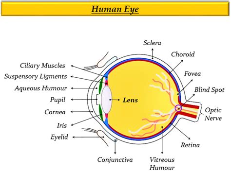 What Kind Of Lens Is Present In The Human Eye Tutorix