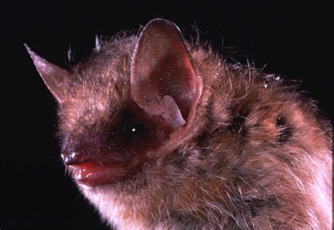 Rabies In Bats