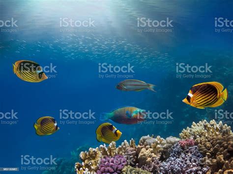 Marine Life In The Red Sea Stock Photo Download Image Now Blue