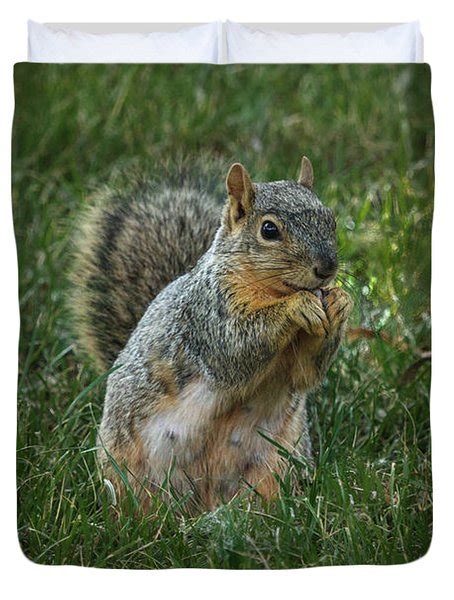 The Praying Squirrel Photograph By Robert Bales