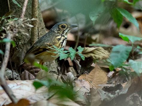 Alta Floresta Antpitta Ebird