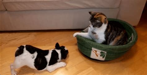 Cat Steals Bed From New Puppy And Thats When This Hilarious Argument