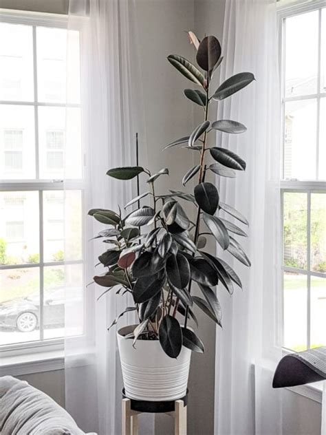 How To Care For The Glossy Gorgeous Rubber Plant Aka Ficus Elastica