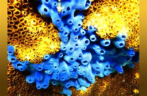 Top 142 Porifera Animals List
