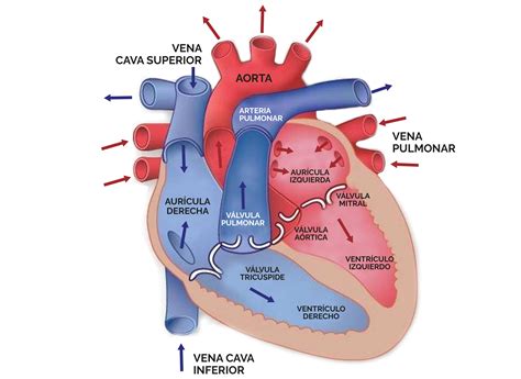 Apuntes Del Sistema Venoso Resumenes Sistema Venoso Seno Coronario