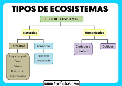 Tipos De Ecosistemas Esquema Abc Fichas