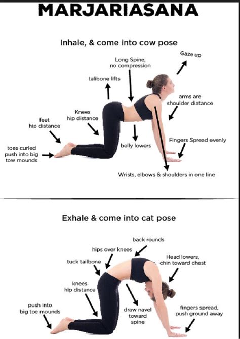 How To Do Cat Cow Anatomia Yoga Yoga Tonificante Suggerimenti Per