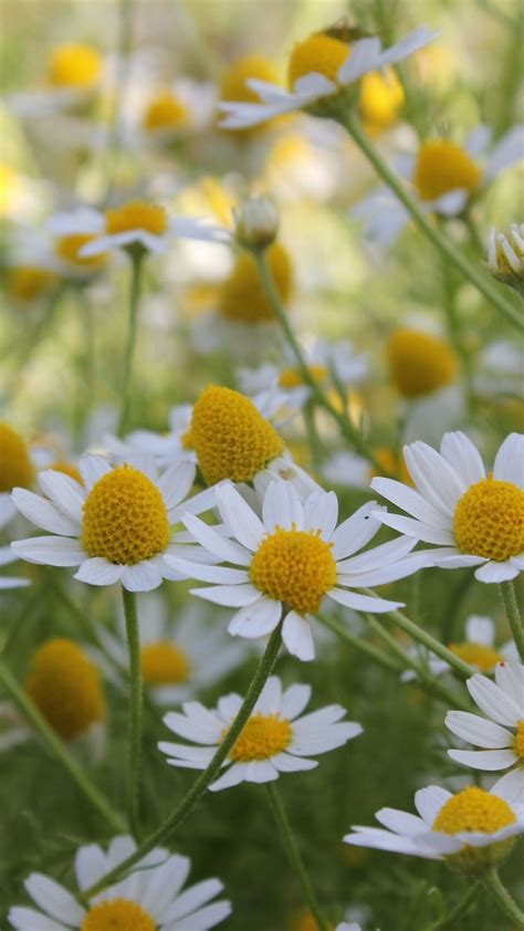 A Field Of Pretty Daisies Love Simple Flowers Plants