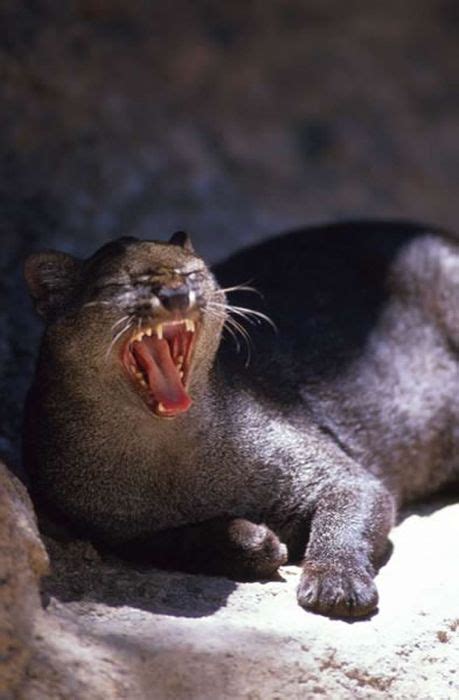 Photos Of Wild Cat Jaguarundi Animals