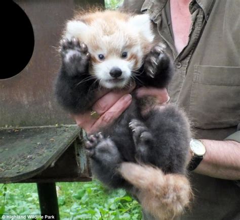 Give Us A Wave Newborn Pandas Cheerfully Greet The World By Raising