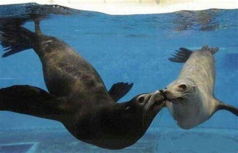 Underwater Seals Making Love Water World And Sea Life