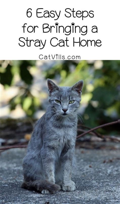 6 Easy Steps For Bringing A Stray Cat Home
