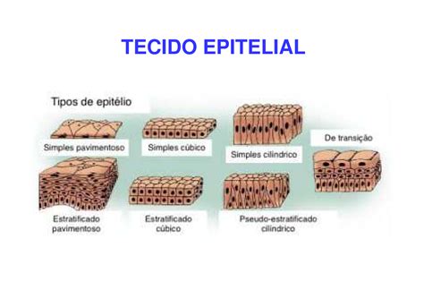 Aula Tecido Epitelial Mo 6 Tecido Epitelial I FunÇÕes