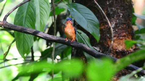 Blue Eared Kingfisher Of Sungai Congkak Hulu Langat Youtube