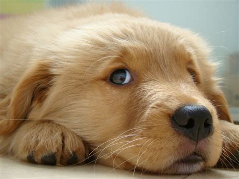 We have 58+ background pictures for you! The Cutest Puppies in the World (18 photos)