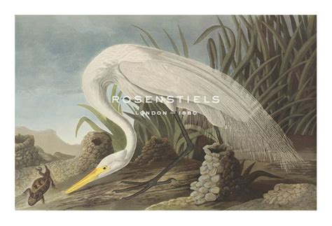 james audubon hand numbered limited edition print on paper white heron james audubon