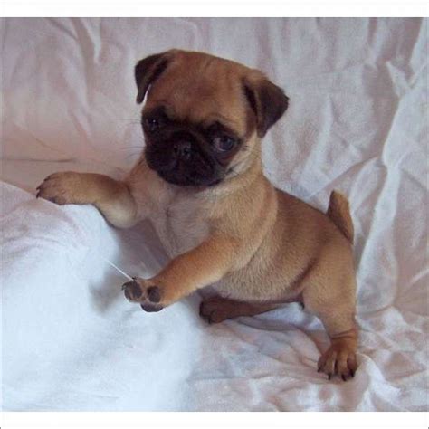 Pug Puppies Maryland Buster Pug Puppy For Sale Near Baltimore