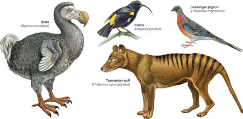 Timeline Of Extinct Species By Dr Dave S Science Tpt