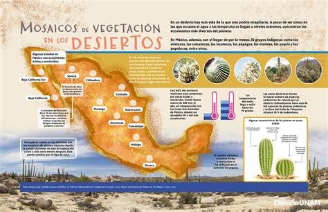 InfografÍa Mosaicos De VegetaciÓn En Los Desiertos Ciencia Unam