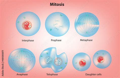 Mitosis Produces Two Identical Daughter Cells My Xxx Hot Girl