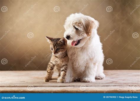 Best Friends Kitten And Small Fluffy Dog Stock Photo Image Of Brown