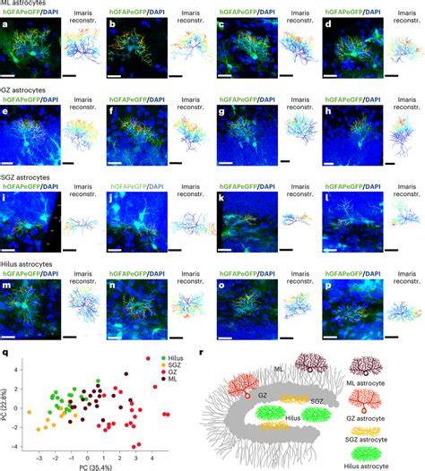Morphologically Distinct Astrocyte Subtypes Localized To Different