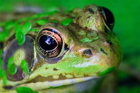 Green Frog Face Huntley Meadows Park Alexandria Va Whimbrel Nature