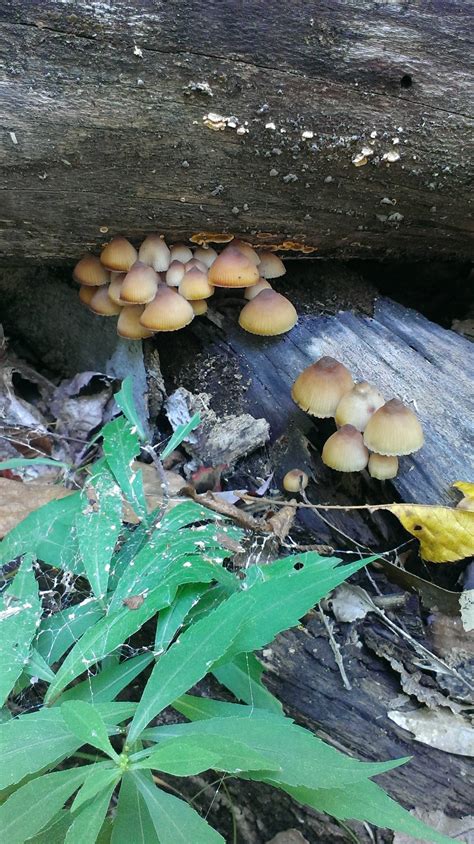 What Mushroom Is This Mushroom Hunting And Identification