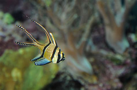 Cardinalfish Caught Sneaking A Bit On The Side