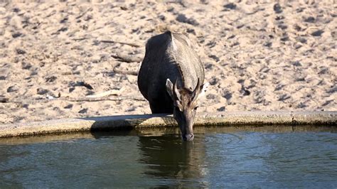 Nilgai Bull Youtube