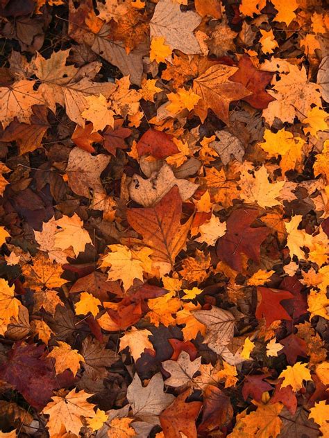 Leaf Watch Helps You Plan Georgia Camping For Peak Color
