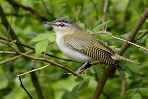 20 Green Birds In Florida To Enchant Birdwatchers Sonoma Birding
