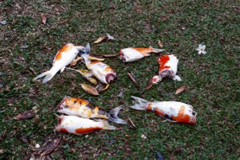 Homeowner Squeaks Displeasure Over Otters Feasting On Prized Koi