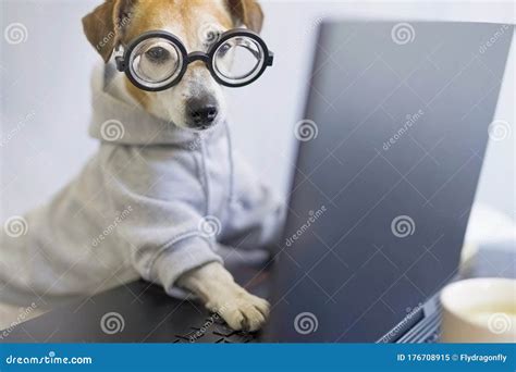 Smart Dog In Glasses Working With Computer Stock Image Image Of Four