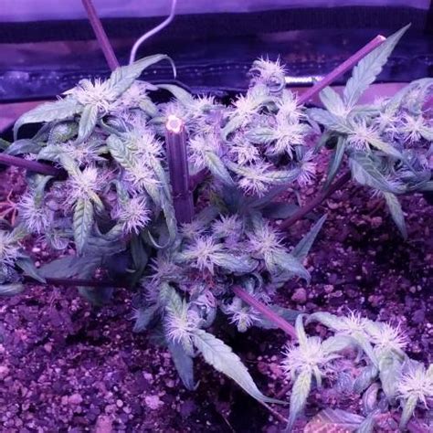 Crop King Seeds Purple Kush Grow Journal By Chopdoc Growdiaries