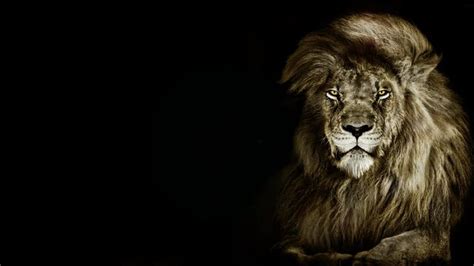 Lion Bilder Durchsuchen Archivfotos Vektorgrafiken Und Videos Adobe Stock