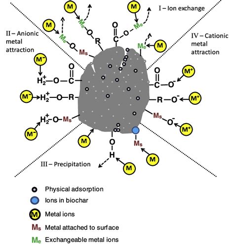 Postulated Mechanisms Of Biochar Interactions With Inorganic