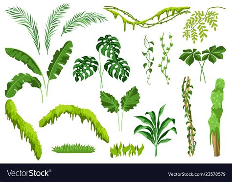 Set Of Jungle Plants Royalty Free Vector Image