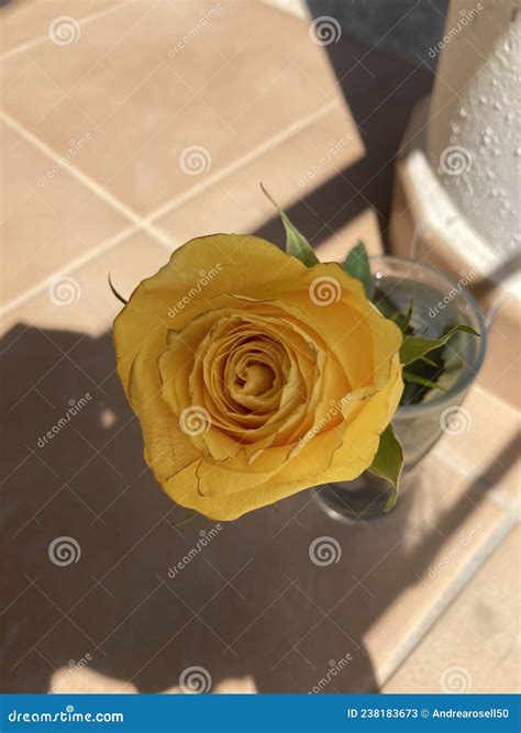Yellow Rose 3 Stock Image Image Of Flower Sentimental 238183673