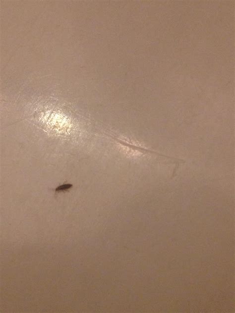 Ne Ohio Can Anyone Id These Tiny Bugs Living On My Bathroom Wall