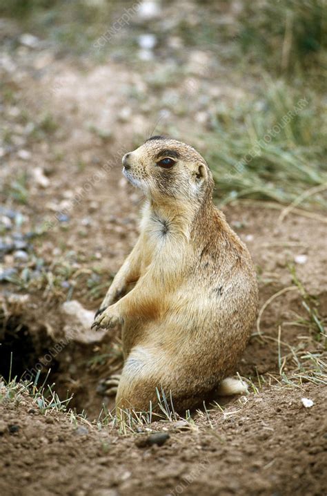 White Tailed Prairie Dog Stock Image C0022258 Science Photo Library