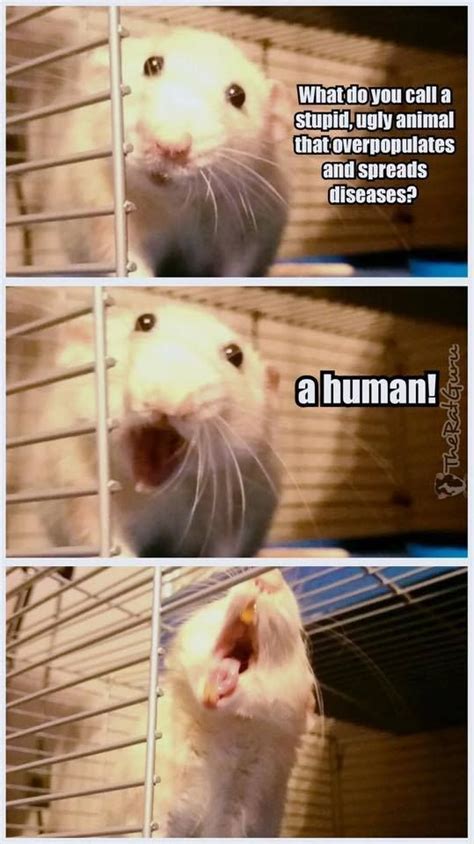 Cute Rat Memes Rat Meme Cute Rats Rats Cute Animals Elizabeth