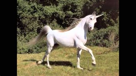 unicorn-4u: Real Life Unicorn Pictures | www.imgkid.com - The Image