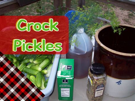Fermented Crock Pickles Fermentation Crock Fermentation Pickles